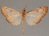 Chalcidoptera thermographa
